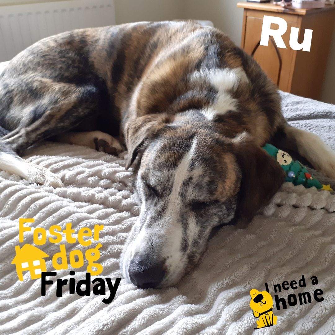 This is RU. 💛 He is living offsite in a foster home. 💛 'He is a joy to have around, a happy boy in the home and likes snoozing and snuggling!' - (His foster carers) Find out more about our Home From Home Scheme. dogstrust.org.uk/rehoming/foste… #FosterDogFriday #AdoptADog #RescueDog