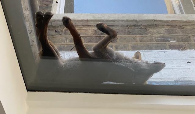 Friends of Fergus the Fox - my roofmate - may like to know that he is in luxuriating mood today. He owns this sprawly pose. I don't know whether he thinks me beneath him. But I am underneath him - editing & envying.
