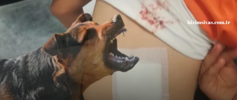 💥Sivas #Şarkışla’da bir baba, 14 yaşındaki kızına ve kendisine saldıran başıboş köpeklerden 4’ünü silahla vurarak telef etti. Baba gözaltına alınıp tutuksuz yargılanmak üzere serbest bırakılmış! Vatandaşı bu rezaletle muhatap ediyorsunuz üstüne gözaltı! Ne yaşatıyorsunuz bu…