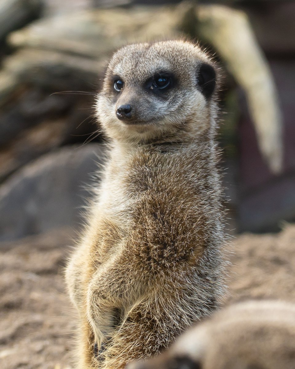 Have you ever seen a Meerkat Jim the camera?
Now you have 😸
📸: Tim Furfie
#SupportingConservation #WelshMountainZoo #NationalZooOfWales #Eryri360 #NorthWales