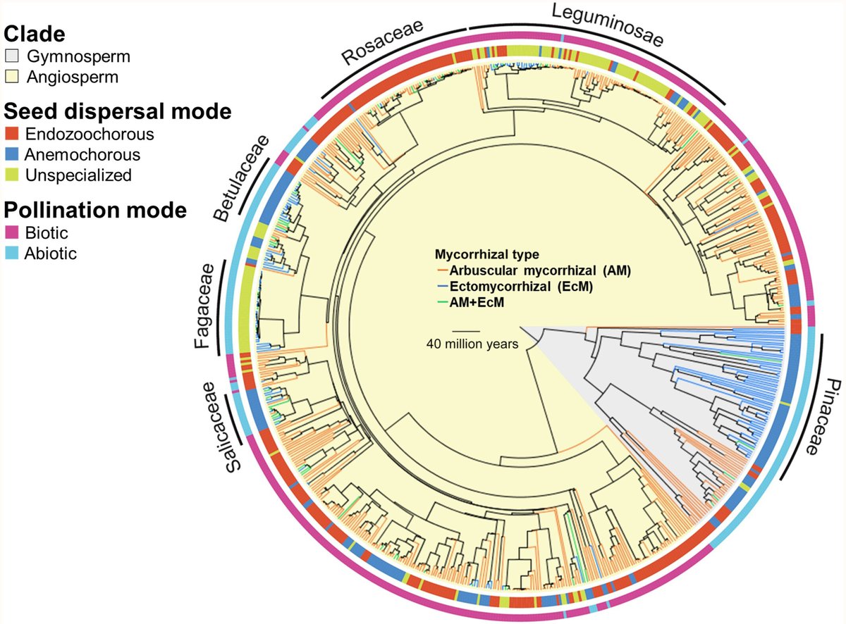 Joint evolution of mutualistic interactions

Yamawo &amp; Ohno

📖 ow.ly/1kHx50RB67M