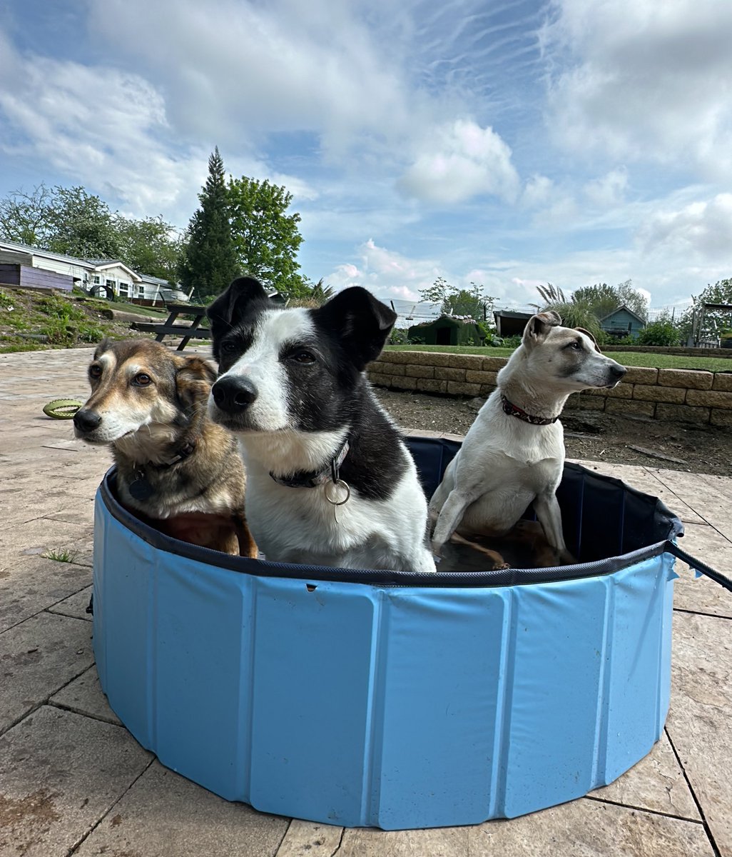 If dogs made album covers this band would be making summer hits 🎶 The paddling pool is back and the handicans love it 💦🌞🐶🐶🐶