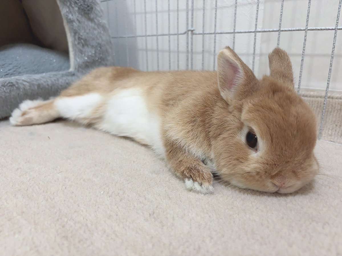 おやすみなさい😴 #うさぎ #うさぎがいる暮らし #ネザーランドドワーフ #bunny