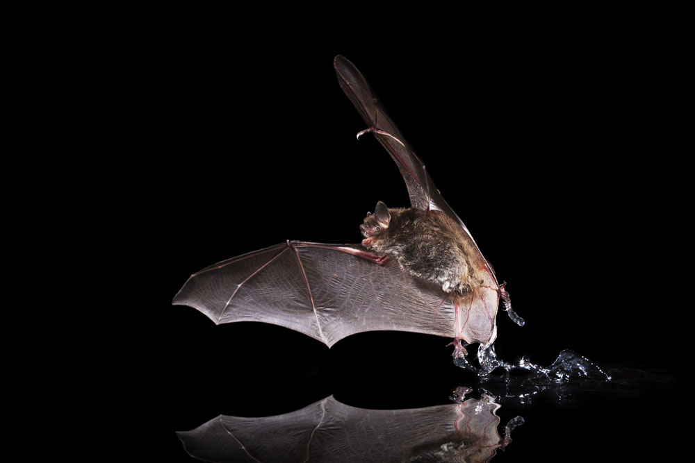 Ja estem omplint els rius de Catalunya amb voluntaris que participaran en el Cens Simultani de Ratpenat d'Aigua! 🤩🦇 Recordeu que el Cens Simultani de Ratpenat d'Aigua, és la manera d'obtenir dades estandarditzades amb el protocol QuiroRius🦇🌊 shorturl.at/emCU4