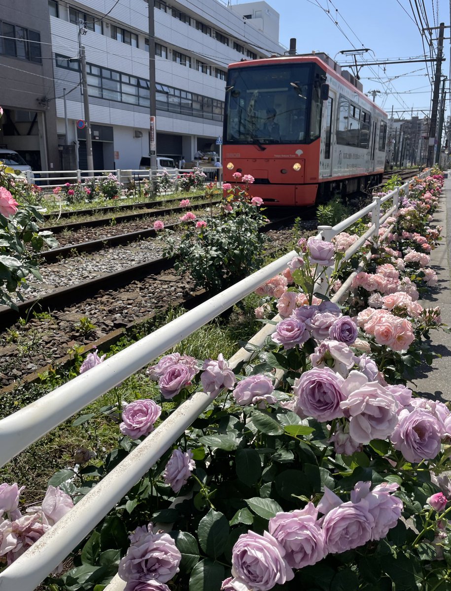 今日のお出かけ。都電荒川線沿線薔薇巡り。都電荒川線の1日乗車券を買って乗っては降り、沿線の薔薇を堪能。大塚駅前→滝野川一丁目→旧古河庭園→荒川車庫前で下車、クールカフェでランチ→荒川遊園地前→荒川二丁目→終点三ノ輪橋で下車してお茶。帰りは面影橋下車。甘露さんで薔薇のパフェ。