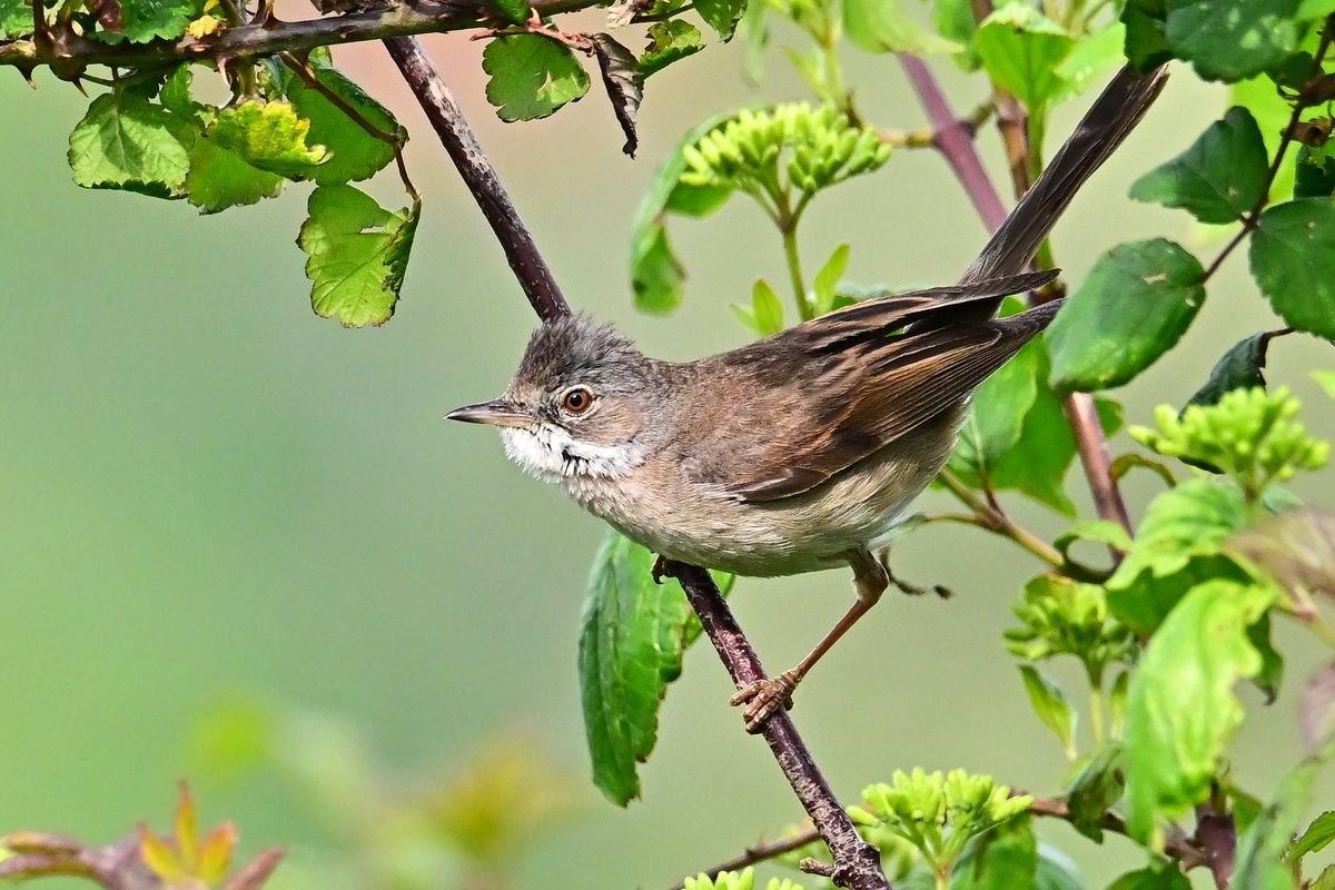 📷 Fauvette grisette - Curruca communis - Common Whitethroat. #birds #oiseau #nature #NaturePhotography #BirdTwitter