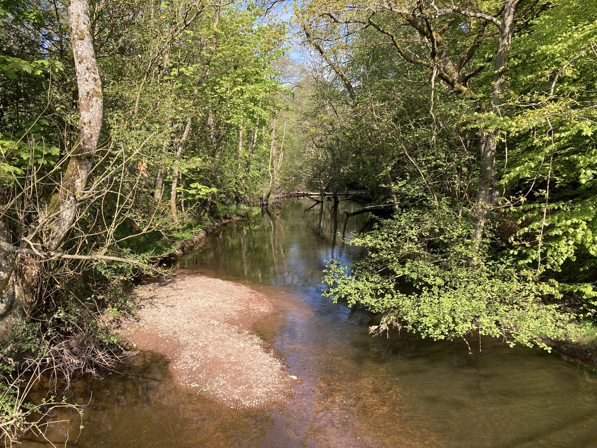 Searching for Scotland’s rarest mayfly - the Scarce Iron Blue (Baetis digitatus). Found them! Mostly in amongst the tree roots.