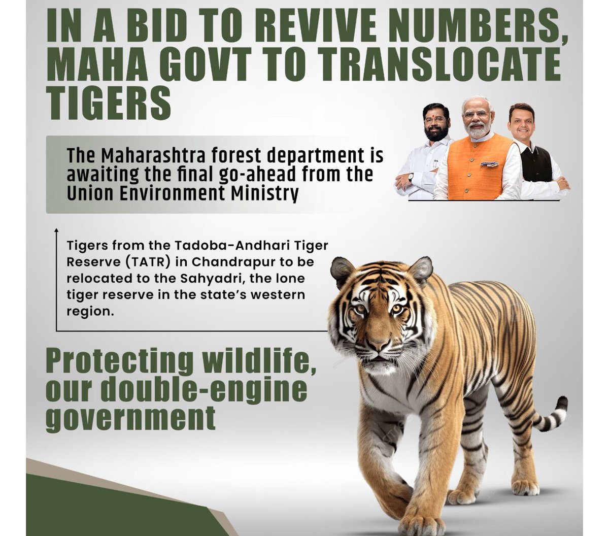 In a bid to revive numbers, The Maharashtra forest department is gearing up for translocation of a few tigers from the Tadoba-Andhari Tiger Reserve (TATR) in Chandrapur to Sahyadri. The translocation project is an important step in conservation of tigers in the forests of the