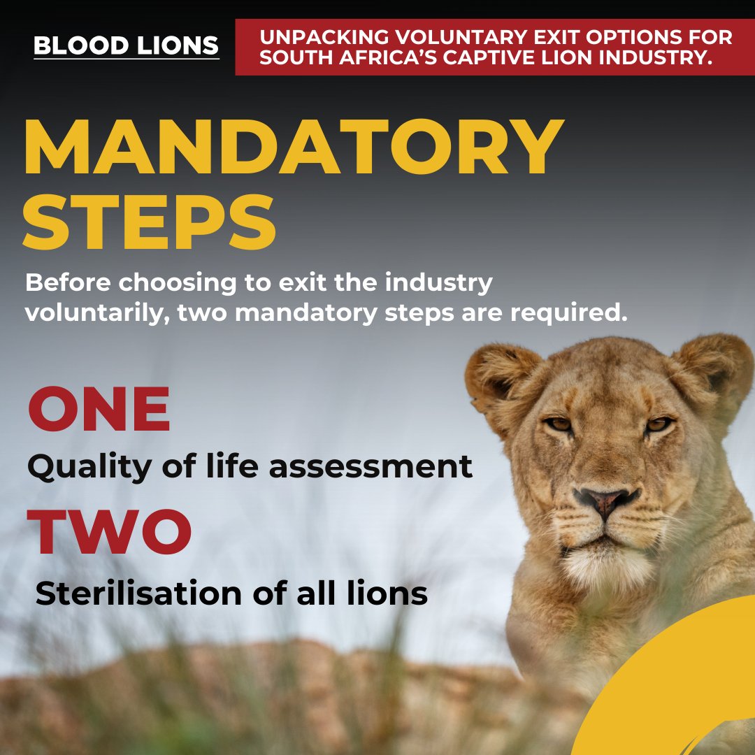 After extensive stakeholder engagement, a panel of experts developed a set of voluntary exit options for the captive lion industry. As part of this process, two mandatory prerequisites were put in place preceding any voluntary exit option. Read more: bloodlions.org/about-the-brut…