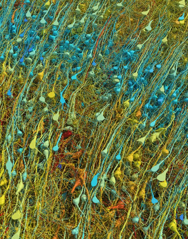 Cubic millimetre of brain mapped in spectacular detail
nature.com/articles/d4158…