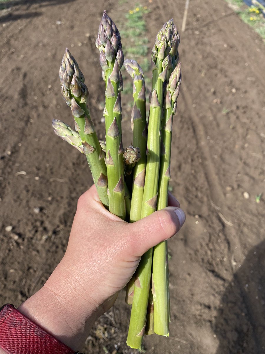 Look, asparagus!