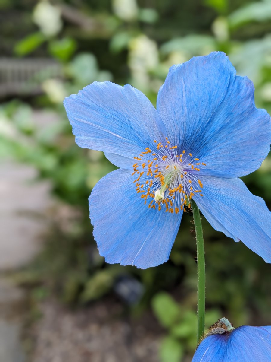 Mondays are hard sometimes, so let's start #MentalHealthAwarenessWeek 13-19 May with the beautiful Meconopsis (Himalayan blue poppy) to brighten the day. Spotted in clusters down along the Poppy Garden near the Pin Mill at #BodnantGarden #NationalTrust #NTCymru
