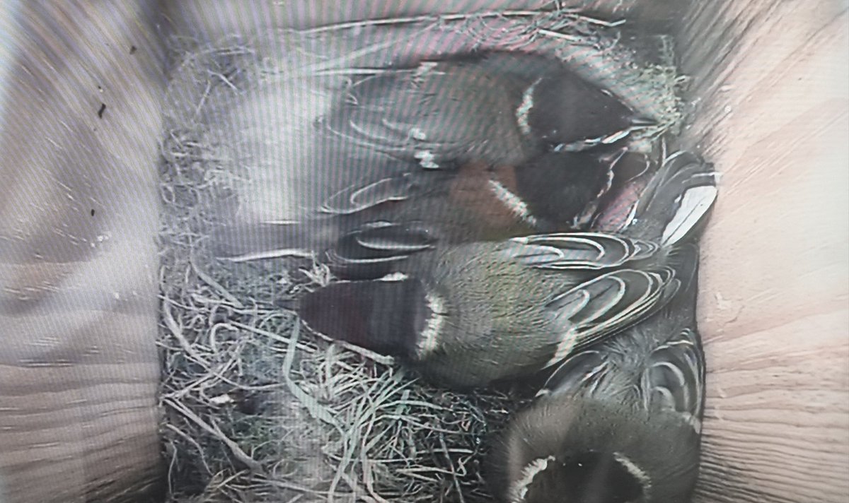 Down to four chicks. One died in the night, possibly stood on too hard by one of the others. It's underneath the ones at the back. Another one seems to have fledged though, possibly on the oil tank below, mum down there with food a lot. @bto_somerset1 @SomersetWT @DorsetWildlife