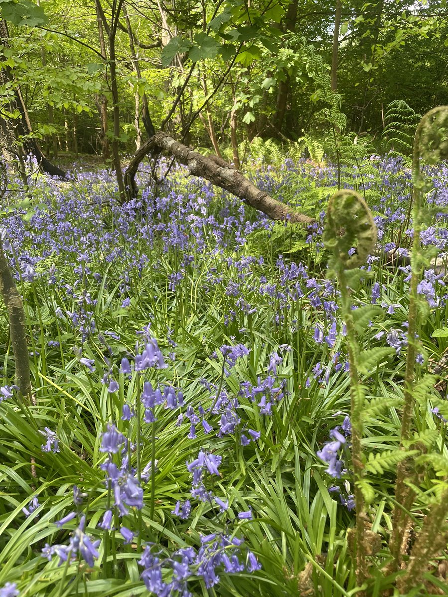 Friends of Castlemilk Park tweet media