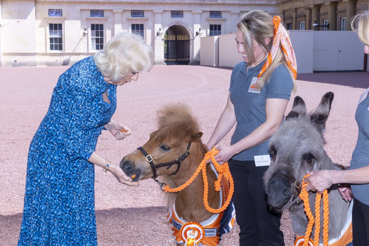 Brooke yesterday celebrated the achievements of 90 years of bringing hope to working horses, donkeys and mules, with an event hosted by our President, Her Majesty the Queen. Check out our press release! 👉🏼 bit.ly/3wqLpHf @RoyalFamily