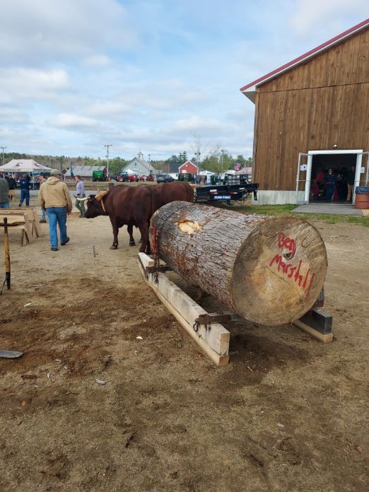ICYMI: Last Friday's 2024 Farm, #Forest & Garden Expo at the Deerfield Fairgrounds was a rousing success! Below, our own AJ Dupere gives a chainsaw safety class & a teamster from Sanborn Mills Farm uses oxen to drive a large oak log. Expo Info: nhfarmandforestexpo.org @NHDNCR