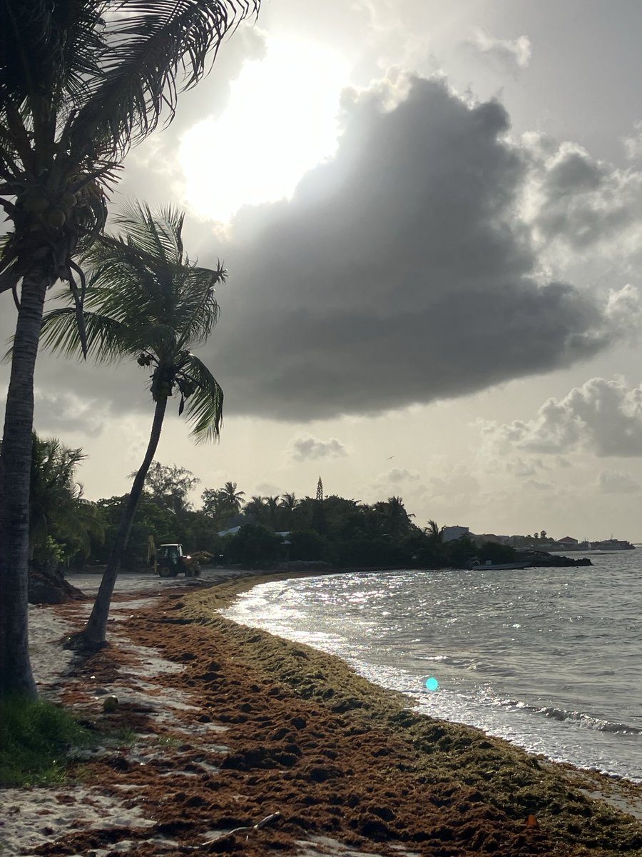 Le soleil tarde à rayonner ce matin. Les sargasses sont de retour