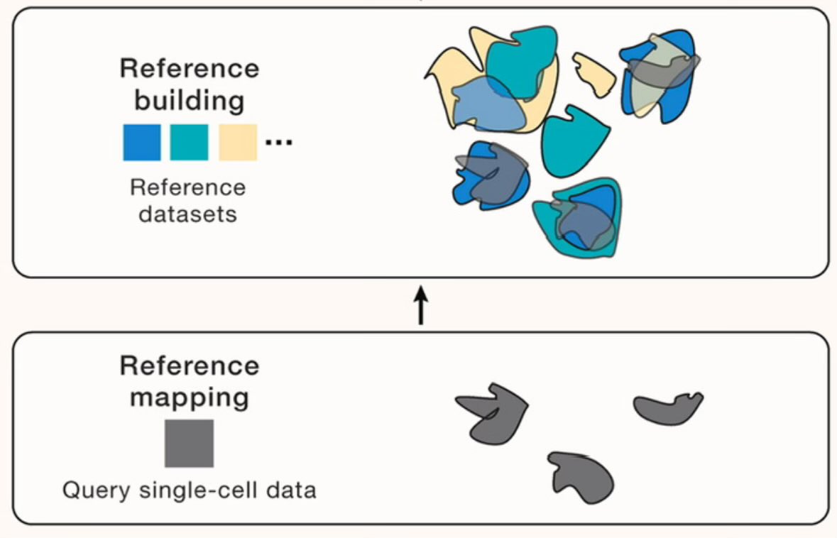 In need of an educational weekend read? Check out our new perspective @CellCellPress with Rahul @satijalab. Led by @mo_lotfollahi & @YUHANHAO2, we outline how to automate single-cell data analysis via reference mapping. cell.com/cell/fulltext/…