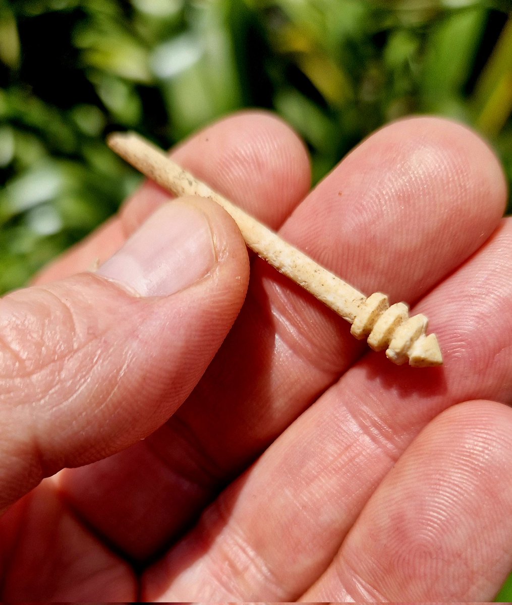 Looking not unlike a modern day honey spoon / dipper / dripper / drizzler / stick / wand, this delicately worked Late #Roman hair pin, carved from animal bone, was found in a small pit at Winterborne Kingston #Dorset

📷 2013

#FindsFriday