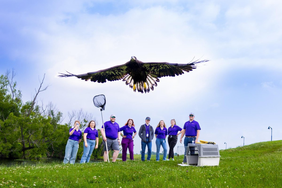 LSU Vet Med Dean (@lsuvetmeddean) on Twitter photo Our Wildlife Service <a href="/LSUVetMed/">LSU Veterinary Med</a> is outstanding, regularly releasing rehabilitated animals back to nature. But it also takes brilliance to capture movements like this one, a bald eagle released yesterday. Congratulations to Chris Jones, our awesome videographer! #LSU #WeProtect Our Wildlife Service <a href="/LSUVetMed/">LSU Veterinary Med</a> is outstanding, regularly releasing rehabilitated animals back to nature. But it also takes brilliance to capture movements like this one, a bald eagle released yesterday. Congratulations to Chris Jones, our awesome videographer! #LSU #WeProtect
