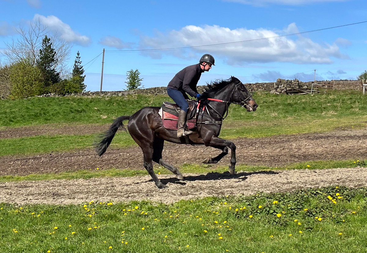 We have 5 runners today. 3 @MarketRasenRace, Myburg📸 (2.40) ridden by @TomMidgley4. Burrows Hall (3.15) and Cerendipity (3.50) ridden by @NickScholfield1. 2 @SedgefieldRace Blue Bear (5.48) ridden by @ChapmanRoss45 and Eddie Mush📸 (8.05) ridden by @peterjkavanagh1. #SSRacing🏇