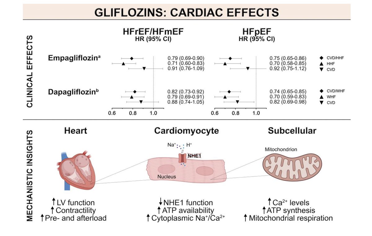 SGLT2 inhibitors: from glucose-lowering to cardiovascular benefits Excelente revisión sobre iSGLT-2 👌🏼 Beneficios: -Hipogluceminates -Sistémico -Hepático -Renal -Cardiovascular Vía @ESC_Journals 🆓academic.oup.com/cardiovascres/…