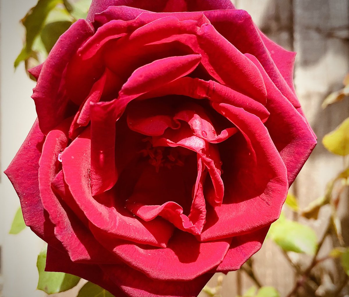 Well, four hours of scrubbing, Kärchering and oiling the decking wasn’t fun, but on the plus side, the first rose of the season has just shown its face, and it looks & smells lovely.