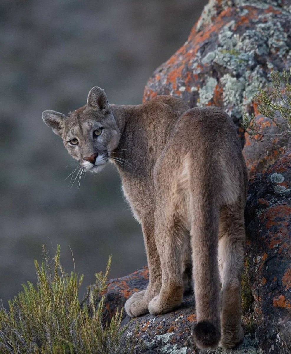 Puma concolor - Reserva natural Villavicencio, las Heras, Mendoza. #argentinasalvaje 📷 Martín Pérez