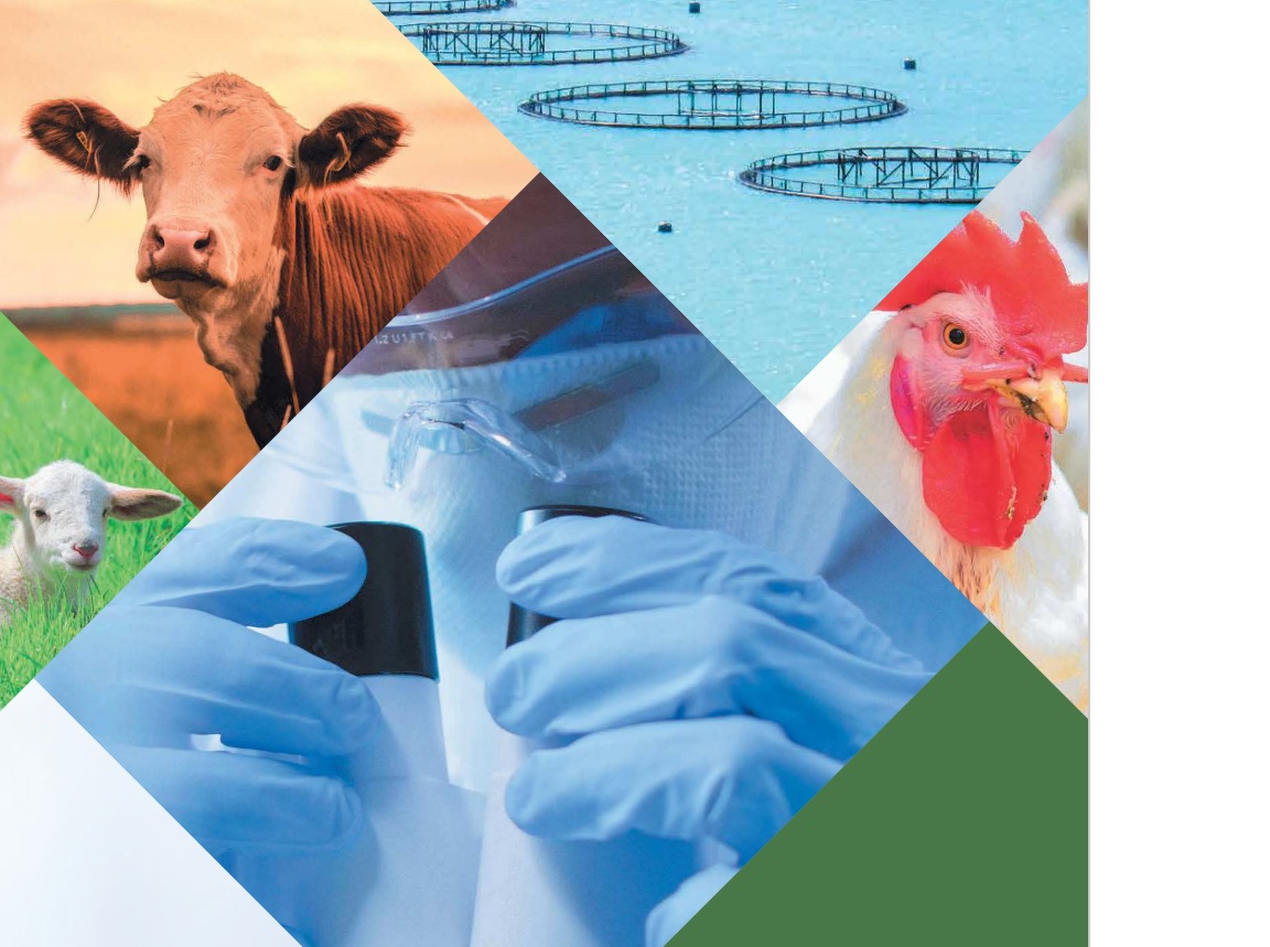 📢 El Partenariado Europeo Animal Health and Welfare (EUPAHW) anuncia su primera convocatoria de financiación de proyectos de I+D transnacionales con participación de la @AgEInves y @CDTI_innovacion. 🗓️ Puedes presentar pre-propuestas antes del 8 de julio de 2024. 📼Webinario…