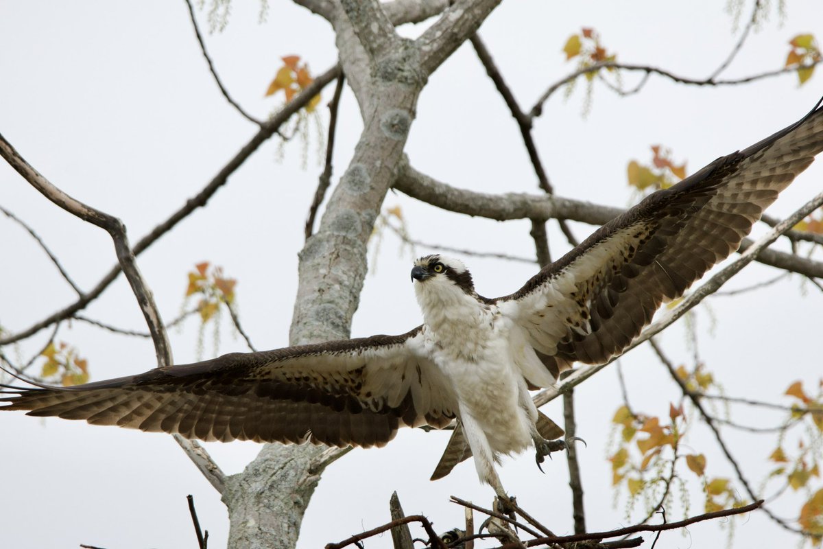 Friday osprey. #TwitterNatureCommunity #CTNatureFans #birdphotography #osprey #MayMotionChallenge