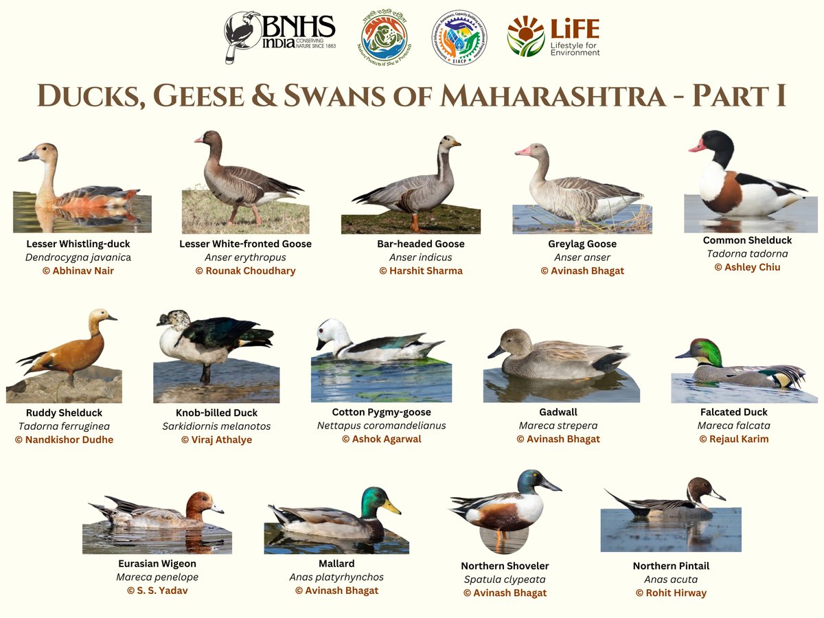 Respected Madam/Sir,

On the occasion of “World Migratory Bird Day (11th May, 2024)” the BNHS-EIACP is releasing a poster on 'Ducks, Geese & Swans of Maharashtra - Part I”.

To download the soft copy of this poster, kindly visit:
bnhsenvis.nic.in/ViewGeneralLat…

Thanks,
Team BNHS-EIACP