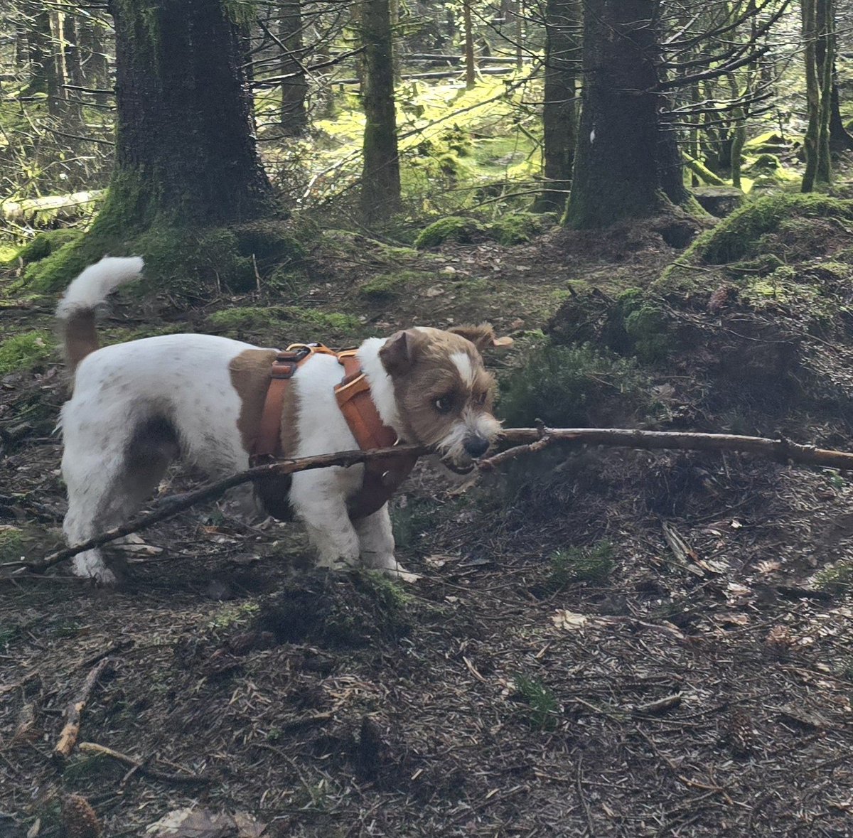 Big stick!! #dogsofx