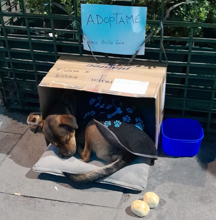 🚨Ciudad Autónoma de Buenos Aires🚨 Hay un perrito padeciendo el frío con un cartel que dice “ADÓPTAME”. Tucumán y Florida. RT.