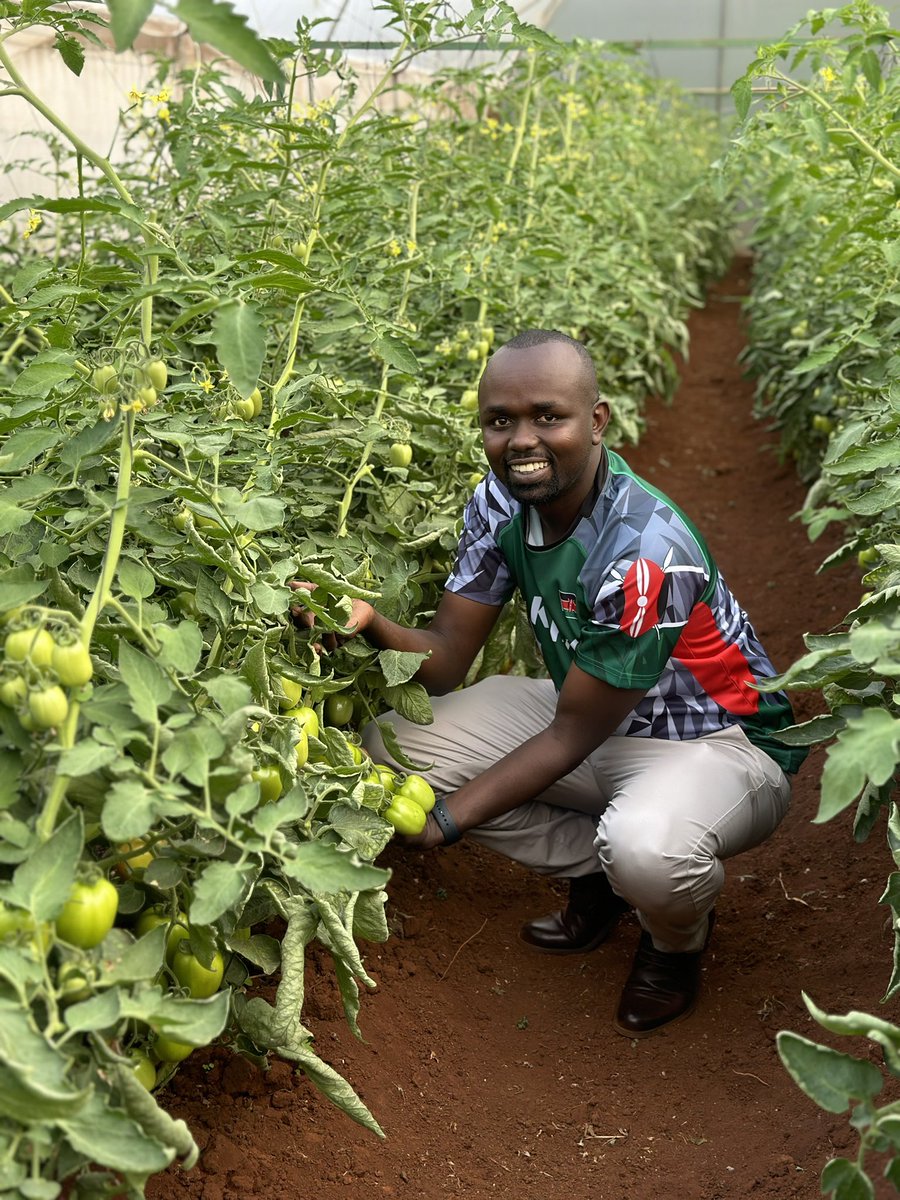 Good evening wakulima. Today I had a great time visiting my friend Sky Kipruto Mike at his farm in the neighborhood of Kikuyu town. Lots of learnings from this farmer who just turned a year old in his venture . He currently does tomatotoes & capsicum under the greenhouse and…