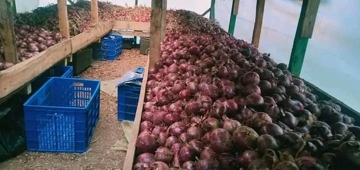 ONIONS FARMING Onions can be grown in any part of Nigeria and performs well in well drained sandy loamy soil. The potential in Onions Farming in Nigeria or anywhere else in Africa continues to grow every year. Harvested Onions are preserved in silos and ambient air should be…
