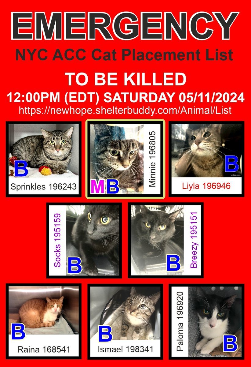 THESE 8 POOR CATS –SPRINKLES, LIYLA, RAINA, BREEZY, ISMAEL, MINNIE, SOCKS, AND PALOMA - ALL AT RISK OF EU ON 5-11-24💔😿 PLEDGES WLL HELP STIMULATE RESCUE INTEREST FOR ALL – MINNIE IS IN PARTICULAR NEED OF PLEDGES – SHE IS ON EPL FOR MEDIAL REASONS, HAS URI AND NOT EATING – IN…