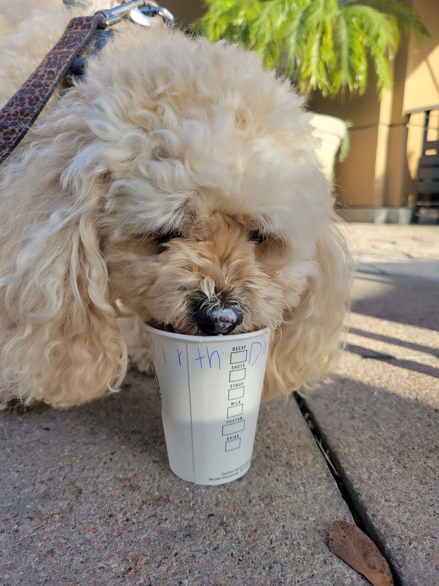 @ACVP Here is Mikki enjoying a birthday treat... A puppacino. It is a once a year treat for him although he does get dog appropriate treats everyday because he's such a good boy. ♥ 🐶