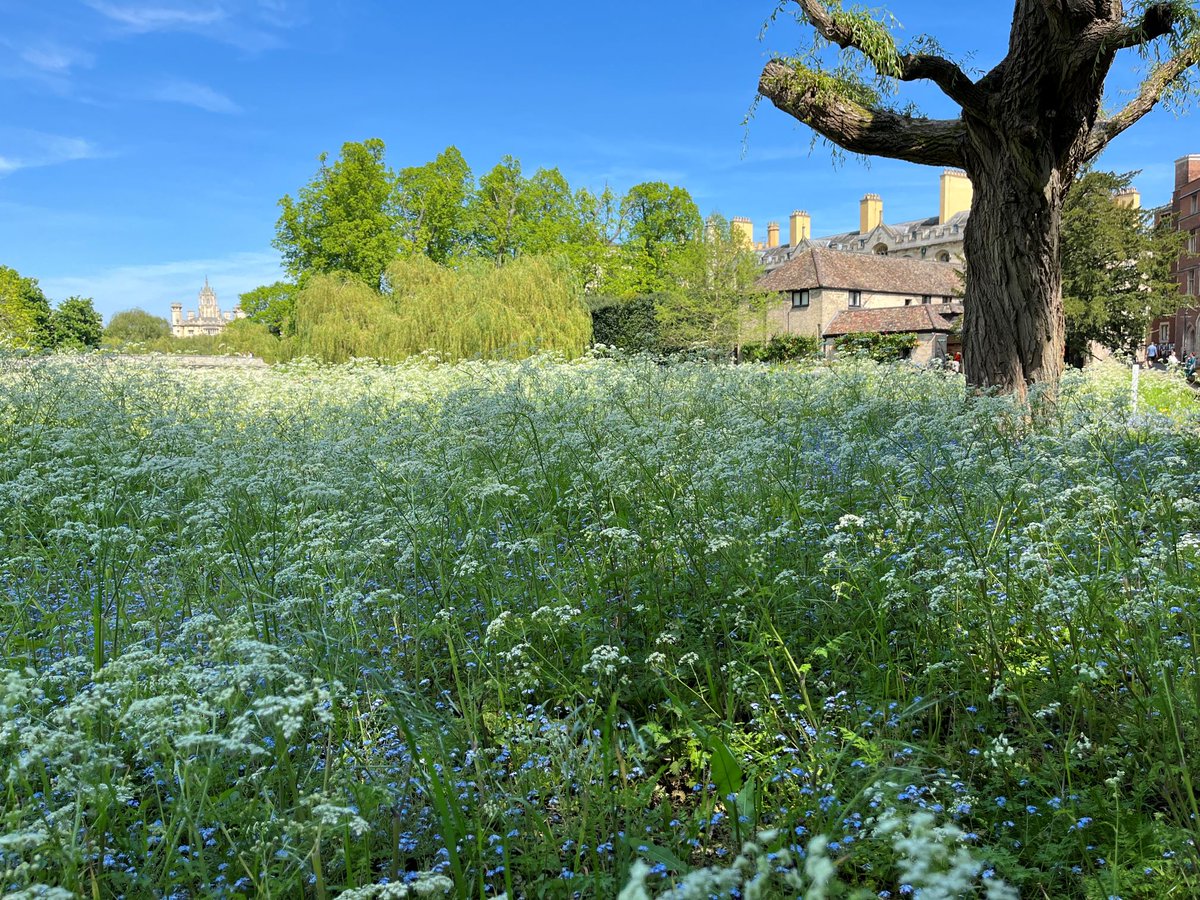 It's #NoMowMay in parts and parcels of Trinity's gardens with cow parsley and red campion in bloom. #CambridgeCollegeGardens #GardeningforBiodiversity