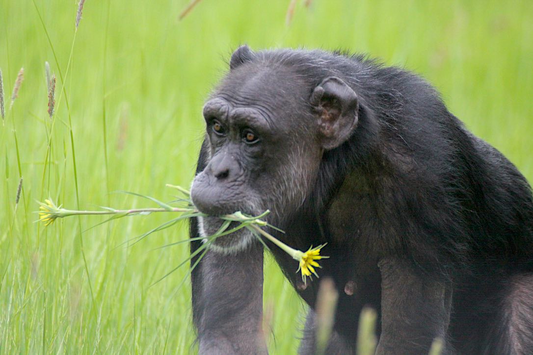 Happy Birthday, Kathy, from Rachel! - chimpsnw.org/2024/05/happy-…