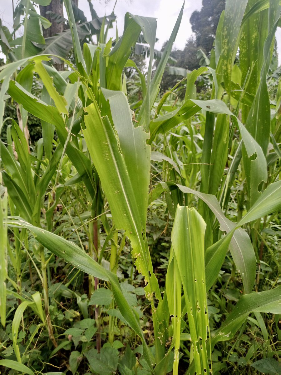 Did you know that farming communities in sub-Saharan Africa are hit hard by climate change? Insect pests thrive, droughts, prolong after planting season,posing a serious threat to food production. We need to raise awareness and take action to protect these vulnerable communities.