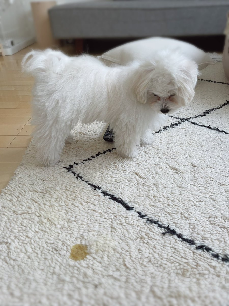 mayokomugi's tweet photo. そこはおトイレじゃないのよ。 https://t.co/81pI5l9xKc