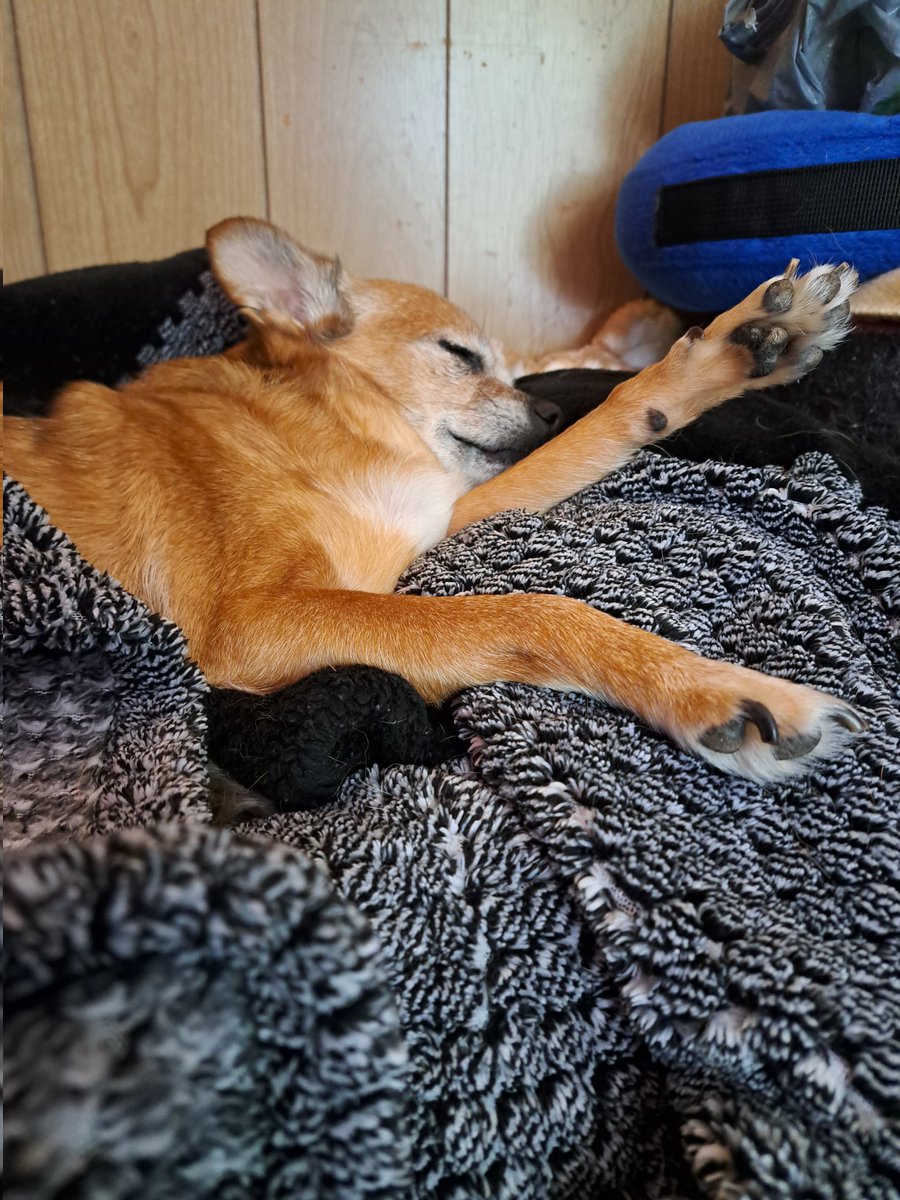 Eben when I'm snoozling. I'm still weady to gibs a high-4! Happy Friday evewypawdy! 😄🫸🐾😘 #dogs #dogsoftwitter #dogsofx #AdoptDontShop #rescuedogs #seniorpups