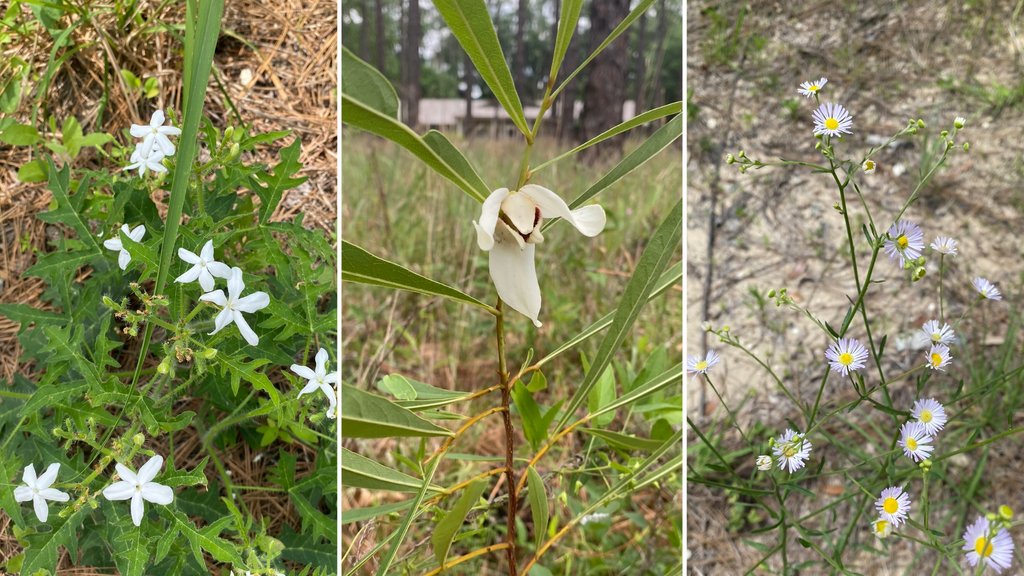 🌼April showers brought May flowers indeed! 🎨Enjoy this palette of what's currently blooming at Ichauway.