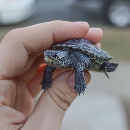 sea_turtle_club's tweet photo. "Little shell, big personality π’β¨"
.
.
Follow for more @sea_turtle_club
.
.
#turtles #turtle #tortoise #reptile #saeturtle #sea #wildlife #schildkr #tinyturtle https://t.co/G325sMBgnk
