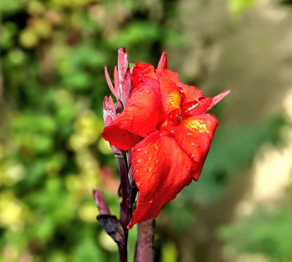 OJerrad's tweet photo. 📸Closeup collection. 

#Flowers #NaturePhotography #Photography  #ExploreUganda https://t.co/wM8sI8iqcs