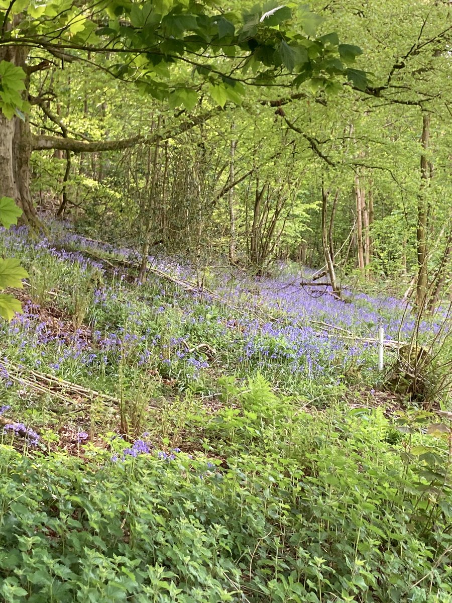 A lovely visit to Bluebell woods outside Knighton. 🥰