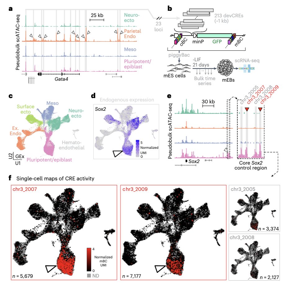 Finally out in @naturemethods from the brilliant @jb_lalanne & @SRegalad0, our highly quantitive single cell MPRA (scQer), applied to mammalian embryoids to find autonomous enhancers. Bonus = Tornado circular barcodes that are all kinds of useful. OA link: rdcu.be/dHqo1