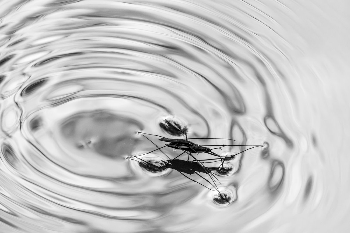 Common Pond Skaters photographed whilst waiting for our Pepper to bring her ball back.
