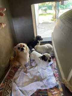 HELP. HELP. BESOIN URGENT Avons récupéré 4 chihuahuas 3 femelles 1 mâle qui ne peuvent ps rester au refuge Famille d'accueil proche Castelsarrasin Moissac sr rayon 20 kms Ils ne sont pas à l'adoption Une plainte est en cours.
Contactez nous au 06.78.83.49.73 ou par SMS.