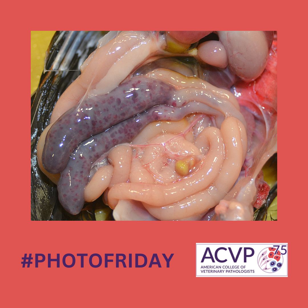 Today's #PhotoFriday Image Challenge involves necropsy findings from a chicken:

❓Morphologic diagnosis
❓Histopath features
❓Cause

Check out the case in the March 2019 issue of Vet Path!

Q: 👉tinyurl.com/3jra9dyx
A: 👉tinyurl.com/48mrjj56